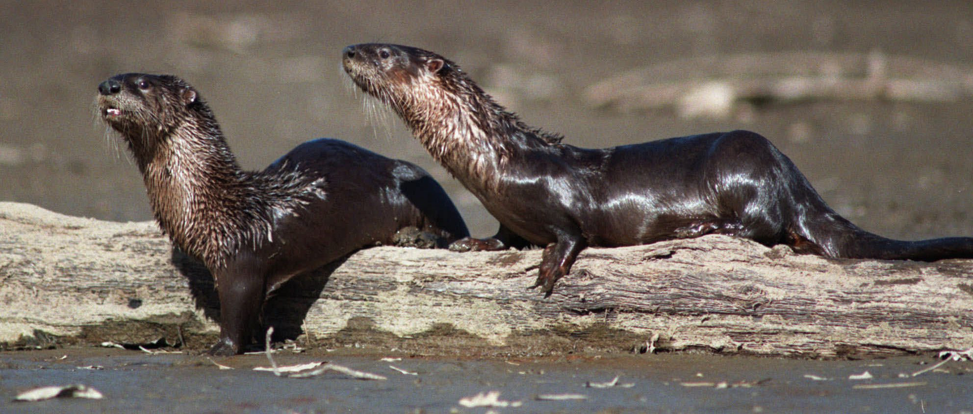 Nebraska may reintroduce river otters | News, Sports, Jobs - Lawrence